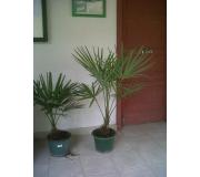Trachycarpus mediana